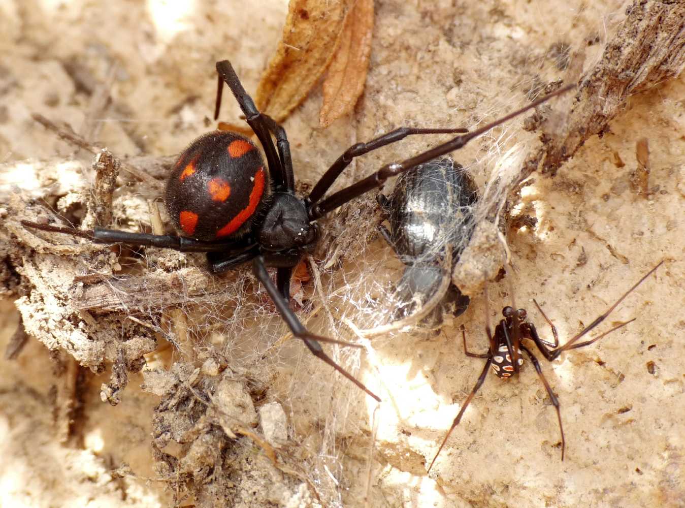 Maschio di malmignatta?  No, Steatoda triangulosa  -  Roma